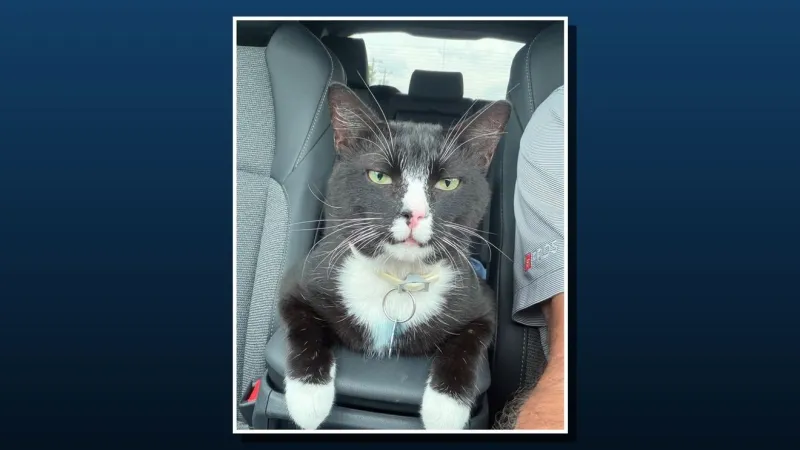 Paws on the lot: Massey Toyota posts new photos of Tux, the dealership cat