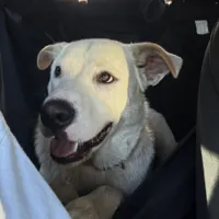 Found Dog, White Lab Mix in Southern Pines
