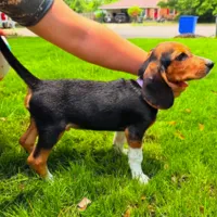 Lost Dog, Young Tricolor Beagle in Carthage