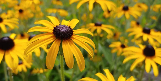 Volunteers needed for Cedar Island shoreline, habitat project