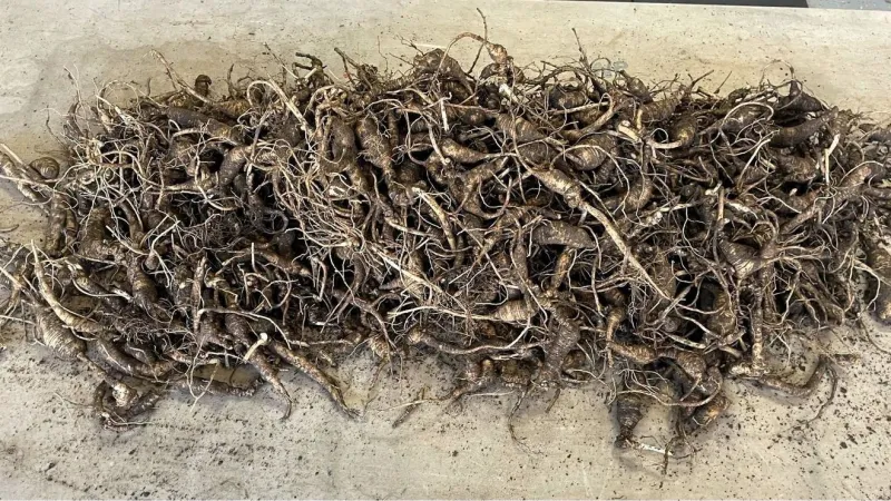 2 caught for illegally harvesting ginseng in Great Smoky Mountains National Park