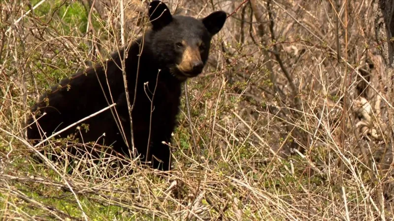 Over 60 bears euthanized in East Tennessee due to 'human-bear conflicts' in 2026