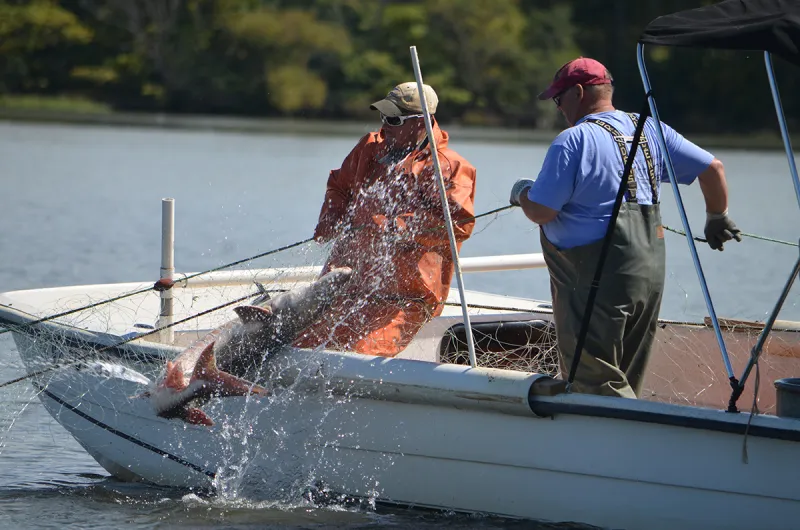 Commercial fishers ask NOAA to downlist Atlantic sturgeon