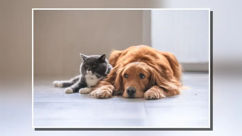 Families invited to Blessing of the Animals Oct. 4 at Saint Paul Catholic School