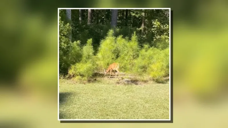OWLS Wildlife Center announces release of four fawns after months of care
