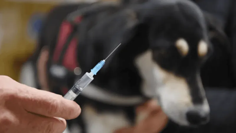 Edgecombe sheriff's office offers $10 rabies shots for pets twice a week