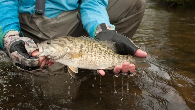 2 fish species found upstream from Helene-washed-out dam for 1st time in over a century
