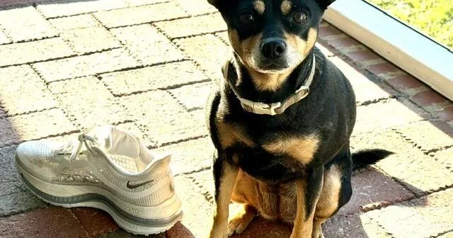 Found Dog, Black and Tan Chihuahua Mix in Vass