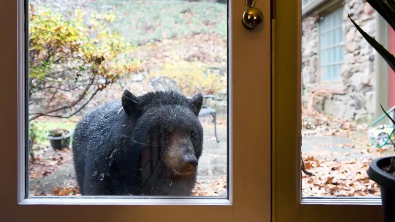 Emergency rule targets bear feeding in Buncombe County
