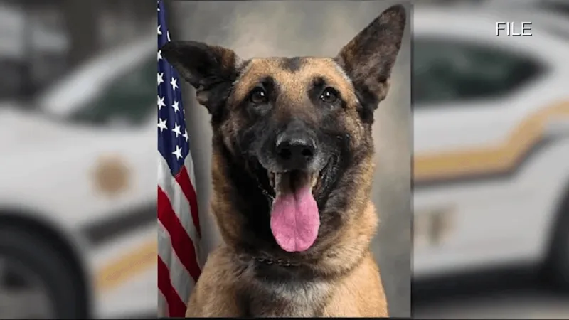NCSBI concludes investigation into death of Pitt County K-9 Chilli