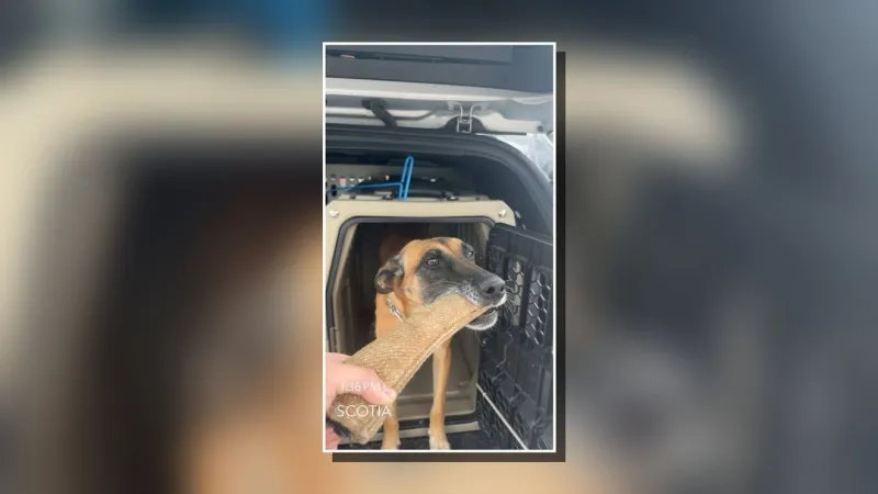 K-9 Leni returns to active service after medical emergency