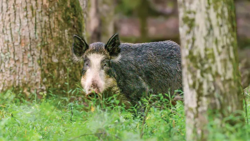 Managing Invasive Wild Hogs is A Never-Ending Job