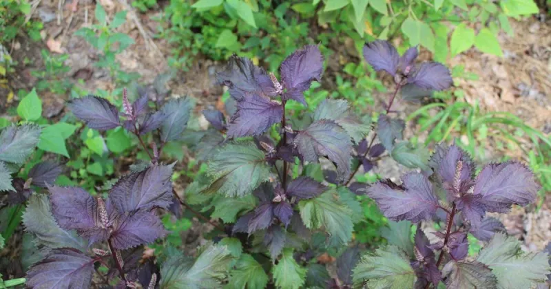 Perilla mint is greater threat in fall