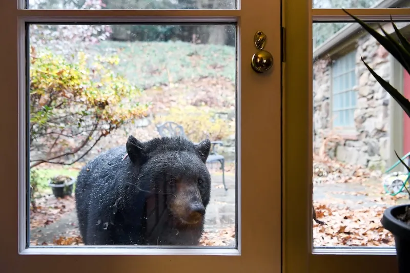Bears entered Buncombe homes 71 times this summer