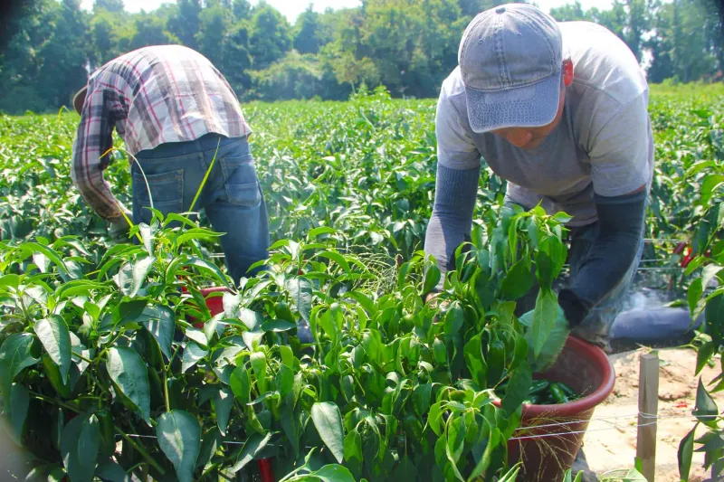 Strawberries in February: The Cyclospora outbreak and the cost of convenience