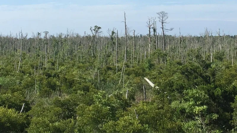 Forests are dying along North Carolina's coast -- and it's speeding up