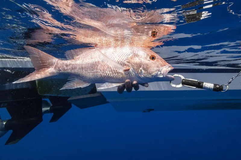 Division requests red snapper carcass donations for research