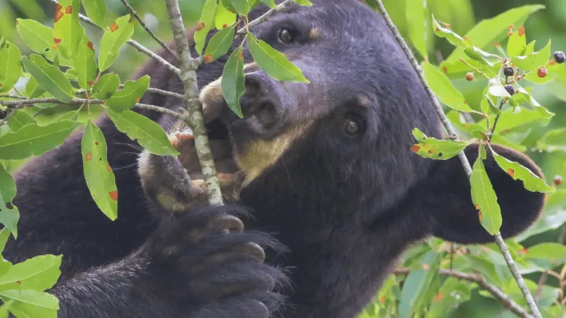 NC Wildlife urges residents to secure food sources as bears enter fall feeding phase