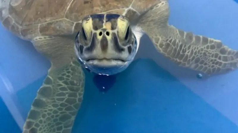 Karen Beasley Sea Turtle Center to close for October upgrades