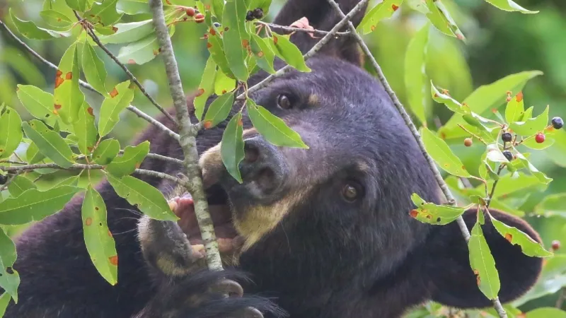 Wildlife officials provide safety tips, saying black bears' appetites now at seasonal high