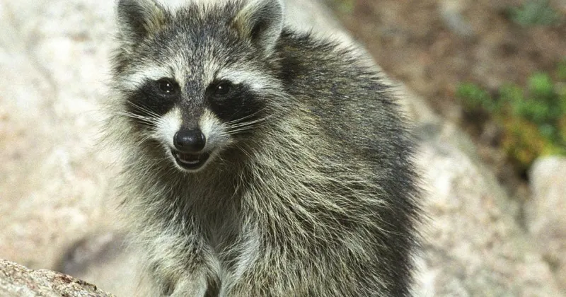 17 NC counties set for annual raccoon rabies vaccine drop, including Watauga, Ashe