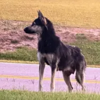 Found Dog, Shepherd Mix in Sanford UPDATED INFORMATION