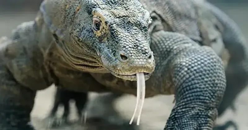 NC Zoo's $75 million Asia continent exhibit set for March 1 debut
