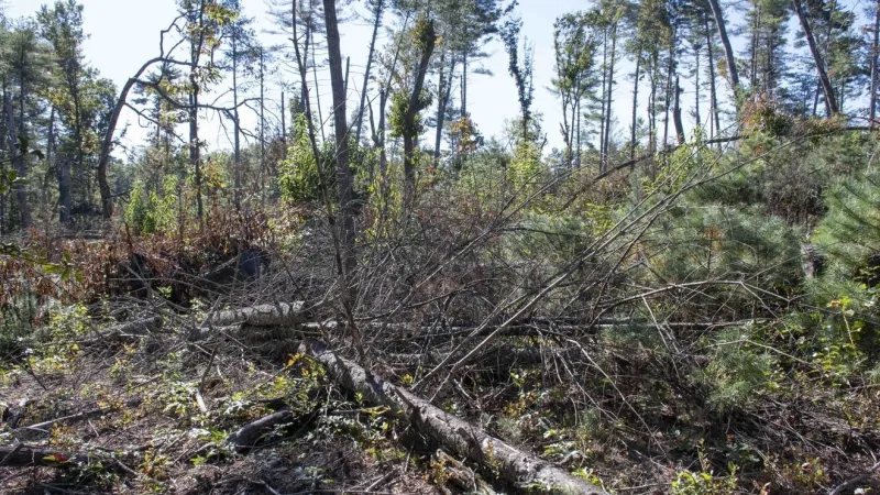 Helene debris removal to begin along Blue Ridge Parkway in October: NPS