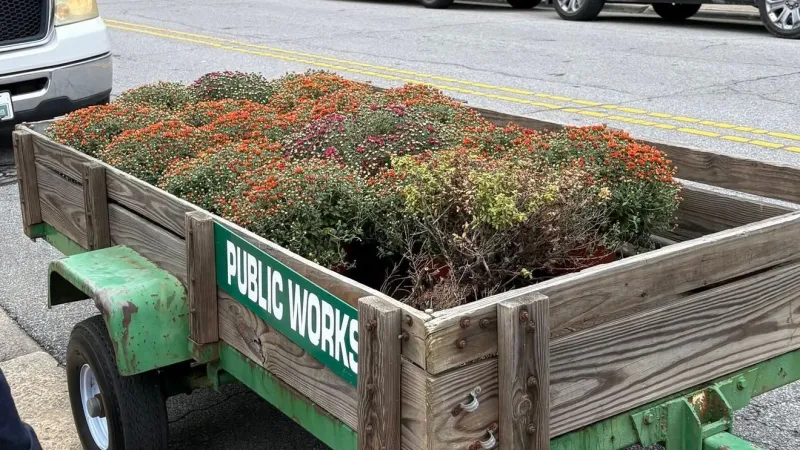 Public Works preps beds and plants mums in Williamston's latest beautification push