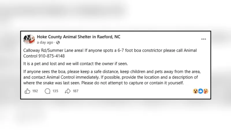 Hoke County animal control hunts missing 6-7 foot boa near Raeford