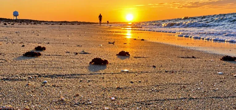 Holden Beach Turtle Patrol sees successful nesting season