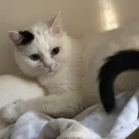 Lost Cat, White Cat with black marking on ear in Seven Lakes West (West End)