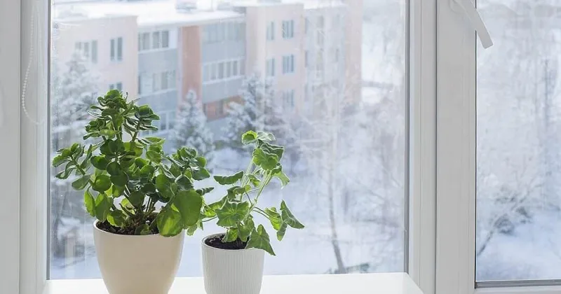Winter wellness report: Can houseplants help beat the winter blues?