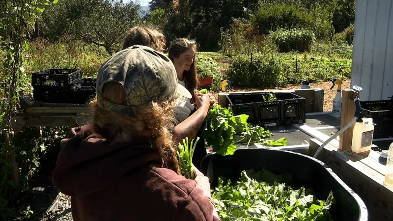 Black Mountain mayor and son grow free vegetables for community, donations