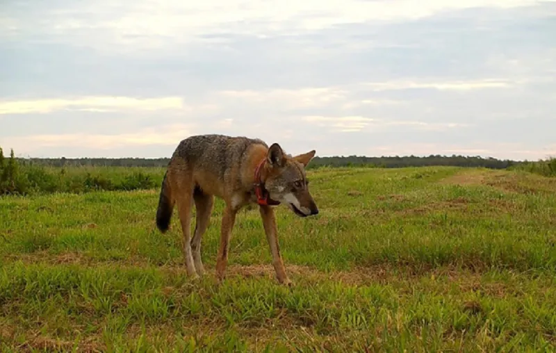 Groups challenge diminished endangered species protections