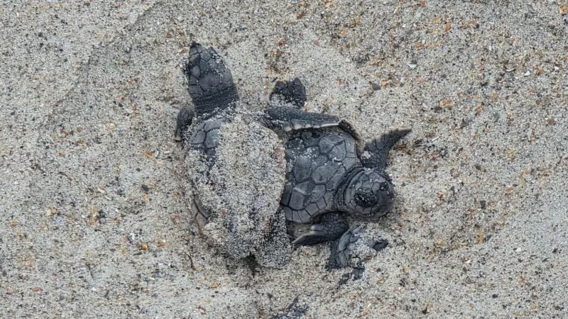 Turtle patrol shells out thanks as Nest 42 caps season with a 94% hatch rate