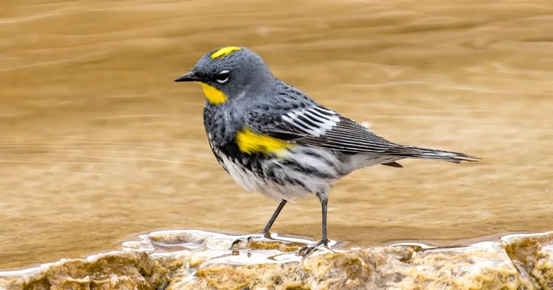 Good migrations: Millions of southbound birds crossing Forsyth, Guilford counties daily