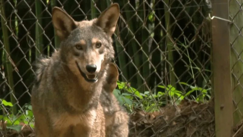 Open since 1925, WNC Nature Center continues wildlife conservation efforts