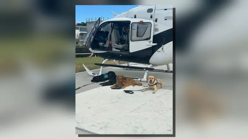 Service dogs get flight-ready in AirLink Vitalink helicopter training