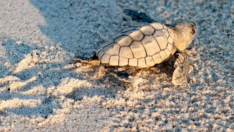 Atlantic Beach turtles chalk up 23 nests, with hatch success near 63%