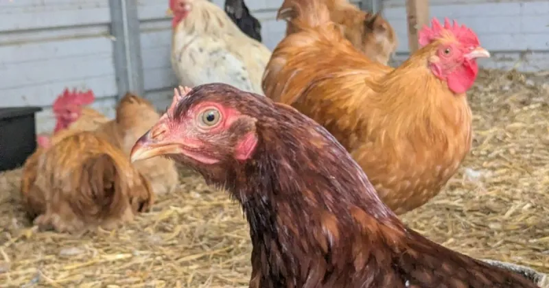 More than 290 chickens, ducks, other animals rescued from hoarding situation in Harmony