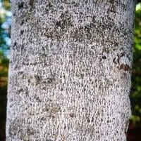 Scale insect, fungi threaten beech trees