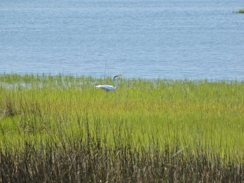 State's voluntary wetlands management plan gets update