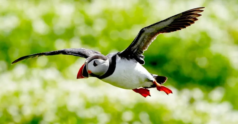Find big nature, quiet hikes and remote villages in the Faroe Islands