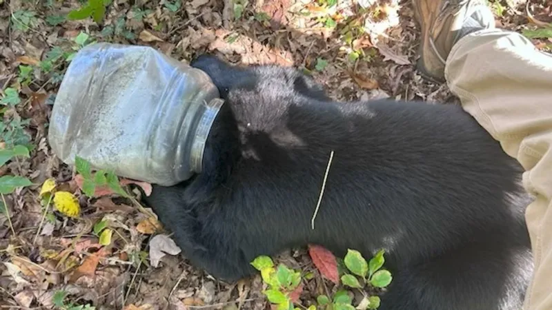Black bear cub with head stuck in jar for days rescued by N.C. wildlife officials