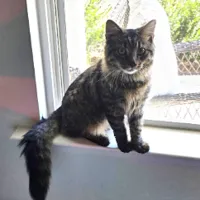 Lost Cat, Young Tortoiseshell Cat in Cameron