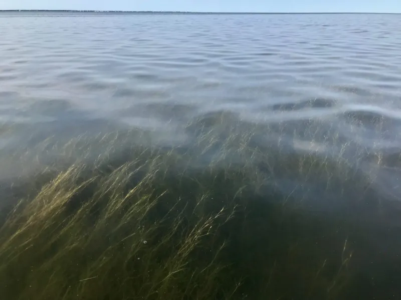 Fisheries fix: 'If you can't hatch them, you can't grow them'