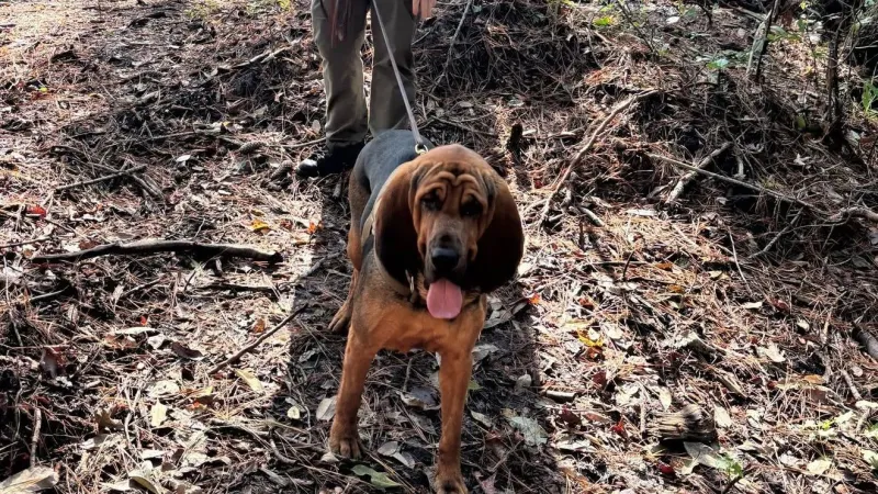 Swampy scent trail ends with K9 Nexus alerting 30 feet from the missing person