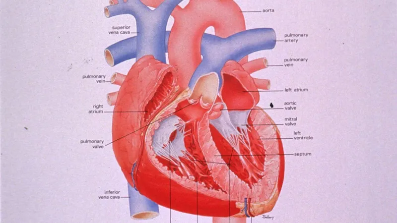 Study Offers Insights On How Heart Valves Last So Long