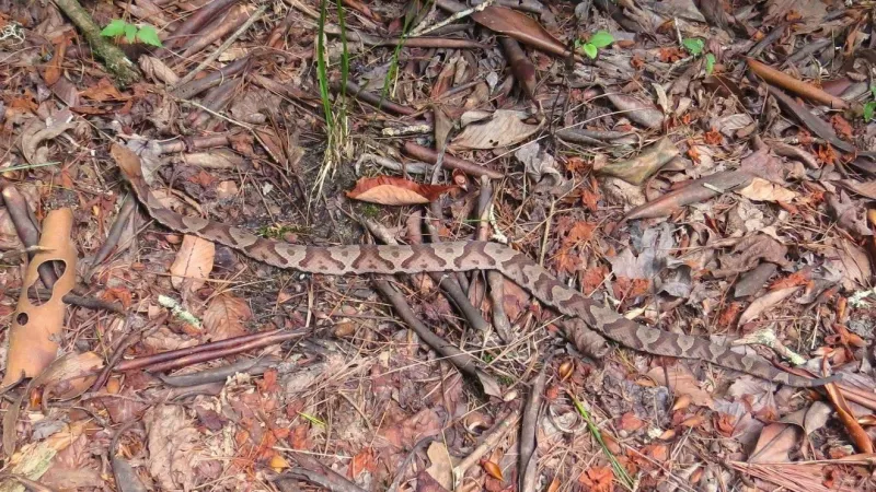Officials: Watch out for camouflaged snakes in the Smokies during fall months